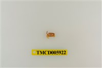 藏品(光滑綠蟹)的圖片